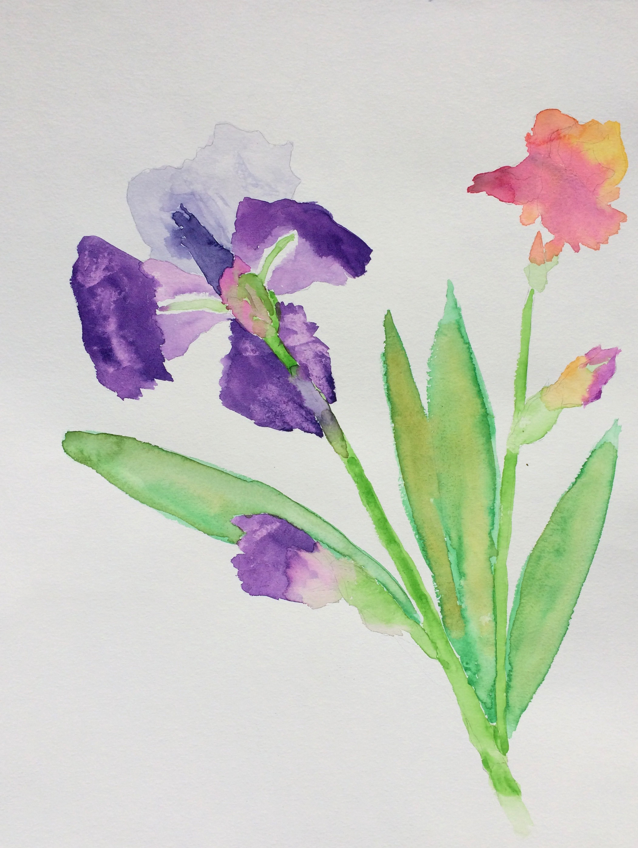 Iris